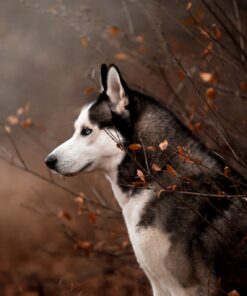 Fototapeta Podzimní pes
