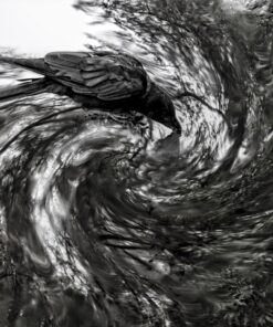 Fototapeta Black Raven