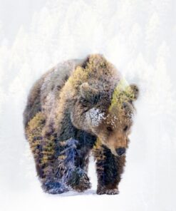 Fototapeta Divoký medvěd