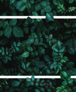 Fototapeta Rectangle Leaves