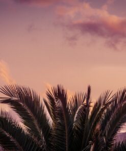 Fototapeta Palm chochol