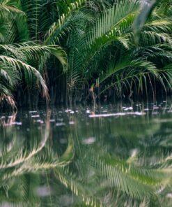 Fototapeta Řeka v tropech