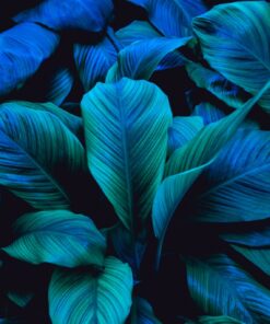 Samolepka na stěnu Leaf Wall