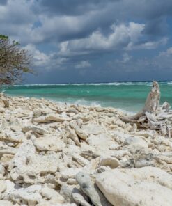 Fototapeta Lady Elliot