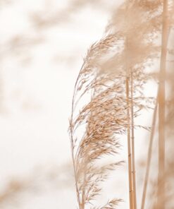 Fototapeta Světlá tráva 2