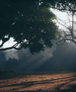 Fototapeta Sucha Morning