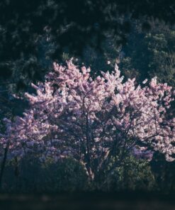 Fototapeta Spring Bush