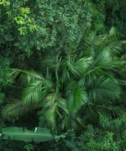 Fototapeta Green of the Tropics 3