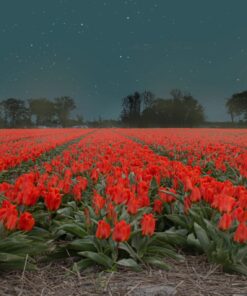 Fototapeta Noční tulipány