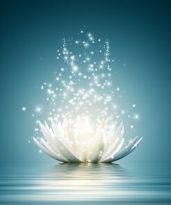 Fototapeta Lotosový květ 4