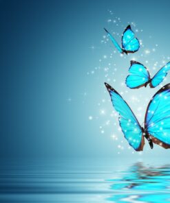 Fototapeta Modrý motýl 4