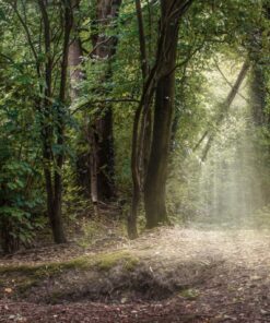 Fototapeta Světelný proud
