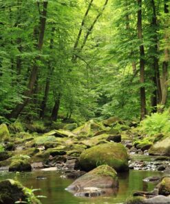 Fototapeta Forest River 2