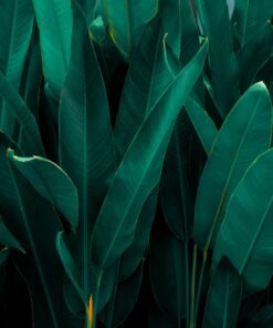 Fototapeta Úzké listy