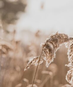 Fototapeta Tráva Ve Větru