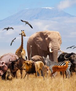 Fototapeta Celá Afrika