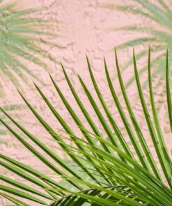 Fototapeta Palm Green