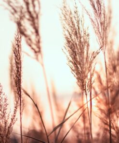 Fototapeta Zlatá tráva