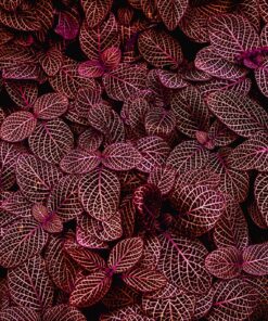 Fototapeta Červené listy 4