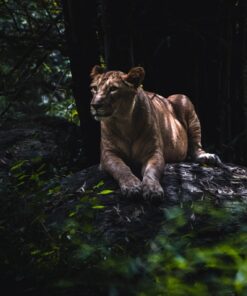 Fototapeta Lev v džungli
