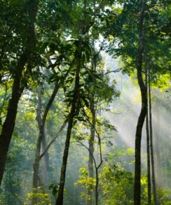 Fototapeta Vysoké stromy 3