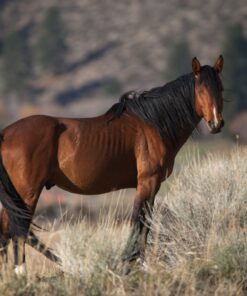 Fototapeta Krásný kůň
