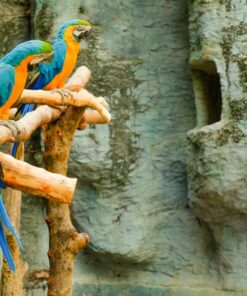 Fototapeta Hejno papoušků