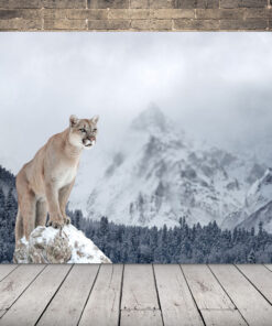 Obrázek Pumy V Horách