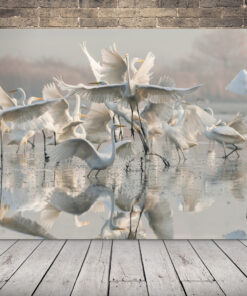 Obraz tančící labutě