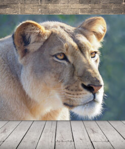 Obraz portrétu lva 2