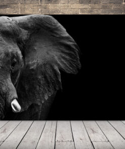 Profilový obrázek slona