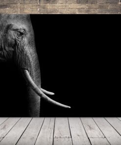 Pravý Profilový Obrázek Slona