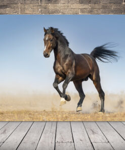 Obrázek koně ve výběhu