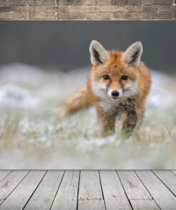 Obrázek lovu lišky obecné