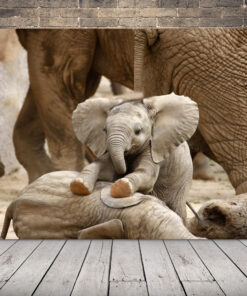 Obrázek malého slona