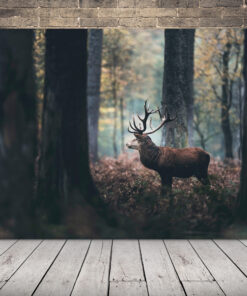 Obrázek Jelena Mezi Stromy