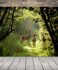 Obrázek srnce v lese