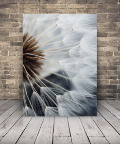 Obrázek pampelišky