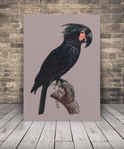 Obrázek černého papouška