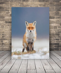 Obrázek lišky v poli