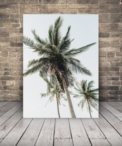 Obrázek zelené palmy 2