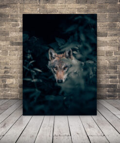 Obrázek vlka v mlze