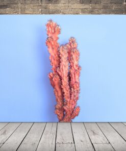 Obrázek kaktusu v růžové