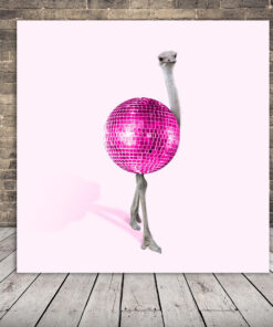 Obrázek pštrosí diskotéky