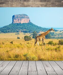 Obrázek chodící žirafy