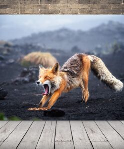 Obrázek Ospalá liška