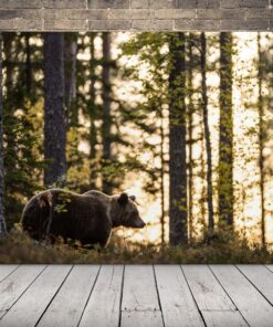 Obraz Medvěd v lese