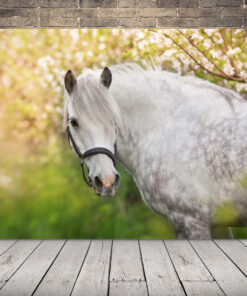 Obraz portrétu bílého koně