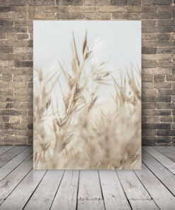 Obrázek obilného pole