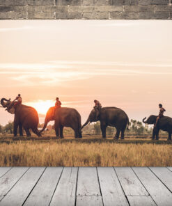 Obrázek slonů v Thajsku